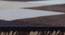 Nicolo Carpet (Brown, 183 x 274 cm  (72" x 108") Carpet Size) by Urban Ladder - Design 1 Close View - 305422