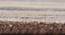 Agata Carpet (Brown, 183 x 274 cm  (72" x 108") Carpet Size) by Urban Ladder - Design 1 Close View - 306682