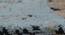 Ivano Carpet (Blue, 122 x 183 cm  (48" x 72") Carpet Size) by Urban Ladder - Design 1 Close View - 306994