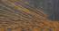 Armond Carpet (Gold, 152 x 244 cm  (60" x 96") Carpet Size) by Urban Ladder - Design 1 Details - 307348