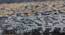 Uberto Carpet (Blue, 91 x 152 cm  (36" x 60") Carpet Size) by Urban Ladder - Design 1 Close View - 307619
