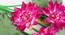 Lotus Artificial Flower (Dark Pink) by Urban Ladder - Design 1 Template - 314876