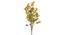 Wild Coffee Artificial Plant (Yellow) by Urban Ladder - Front View Design 1 - 314896