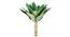 Foxtail Agave Artificial Plant (Green, Medium Size) by Urban Ladder - Front View Design 1 - 314928