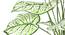 Caladium Artificial Plant (White) by Urban Ladder - Design 1 Side View - 314956