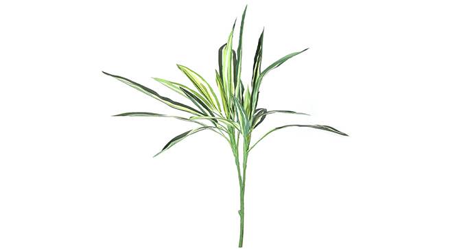 Dracaena Artificial Plant (Green and White) by Urban Ladder - Front View Design 1 - 314979