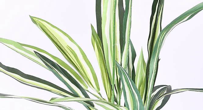 Dracaena Artificial Plant (Green and White) by Urban Ladder - Design 1 Side View - 314980