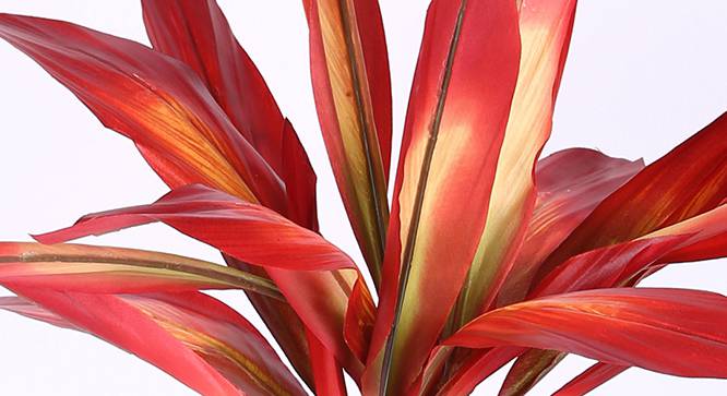 Dracaena Artificial Plant (Red) by Urban Ladder - Design 1 Side View - 314986