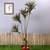 Dracaena brown artificial plant lp