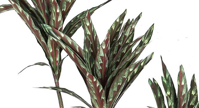 Dracaena Artificial Plant (Brown) by Urban Ladder - Design 1 Side View - 314992