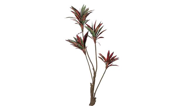 Dracaena Tall Artificial Plant (Red and Green) by Urban Ladder - Front View Design 1 - 314997