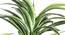 Dracaena Tall Artificial Plant (White) by Urban Ladder - Design 1 Side View - 315007
