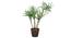 Halape Artificial Plant (Green) by Urban Ladder - Front View Design 1 - 315030
