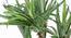 Halape Artificial Plant (Green) by Urban Ladder - Design 1 Side View - 315031