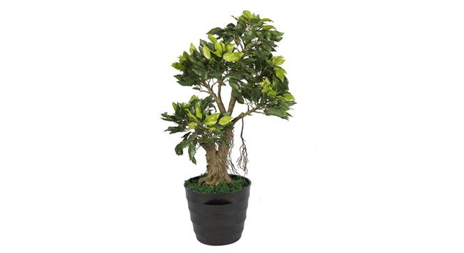 Ficus Artificial Plant (Green) by Urban Ladder - Front View Design 1 - 315036