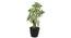 Ficus Artificial Plant (White) by Urban Ladder - Design 1 Side View - 315043