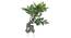 Lacun Artificial Plant (Green) by Urban Ladder - Front View Design 1 - 315054