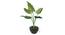 Andro Artificial Plant (Green) by Urban Ladder - Front View Design 1 - 315099