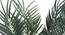 Palm Artificial Plant (Green) by Urban Ladder - Design 1 Side View - 315103