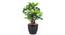Acer Artificial Plant (Green) by Urban Ladder - Front View Design 1 - 315153