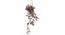 Inger Artificial Plant (Brown) by Urban Ladder - Front View Design 1 - 315162