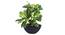 Matis Artificial Plant (Green) by Urban Ladder - Front View Design 1 - 315174