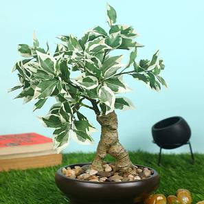 Scheff green artificial plant lp