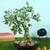 Scheff green artificial plant lp