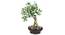 Scheff  Green Artificial Plant (Green) by Urban Ladder - Front View Design 1 - 315177
