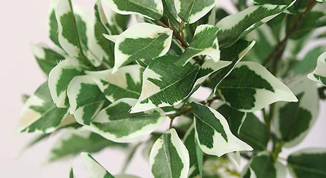 Scheff  Green Artificial Plant (Green) by Urban Ladder - Design 1 Side View - 315178