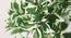 Scheff  Green Artificial Plant (Green) by Urban Ladder - Design 1 Side View - 315178