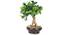 Dicra Artificial Plant (White) by Urban Ladder - Front View Design 1 - 315180