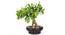 Scheff Yellow Artificial Plant (Yellow) by Urban Ladder - Front View Design 1 - 315183
