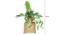Illy Artificial Plant (Green) by Urban Ladder - Design 1 Side View - 315190