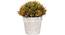 Scabre Artificial Plant (Brown) by Urban Ladder - Front View Design 1 - 315204