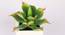 Mitre Artificial Plant (Green) by Urban Ladder - Design 1 Side View - 315250