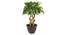 Thon Artificial Plant (Green) by Urban Ladder - Front View Design 1 - 315287
