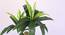 Lette Artificial Plant (Green) by Urban Ladder - Design 1 Side View - 315306