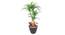 Utah Artificial Plant (Green) by Urban Ladder - Front View Design 1 - 315308