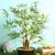 Buke artificial plant lp