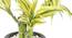 Yucci Artificial Plant (Yellow) by Urban Ladder - Front View Design 1 - 315335