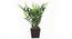 Pethe Artificial Plant (Green) by Urban Ladder - Front View Design 1 - 315338