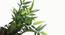 Pethe Artificial Plant (Green) by Urban Ladder - Design 1 Side View - 315339