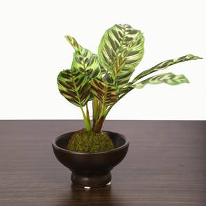 Walter brown artificial plant lp