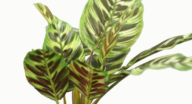Walter Artificial Plant (Brown) by Urban Ladder - Front View Design 1 - 315341