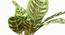 Walter Artificial Plant (Brown) by Urban Ladder - Front View Design 1 - 315341