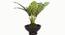 Walter Artificial Plant (Brown) by Urban Ladder - Design 1 Side View - 315342