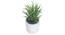 Nicole Artificial Plant With Pot (Green) by Urban Ladder - Front View Design 1 - 317820