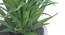 Nicole Artificial Plant With Pot (Green) by Urban Ladder - Cross View Design 1 - 317821