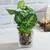 Artificial plant lp